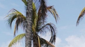 Bloqueos en Puerto Vallarta