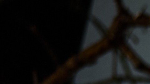 ‘Cumbres Borrascosas’ de Margot Robbie y Jacob Elordi se impone en la taquilla mundial