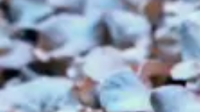 Cultivar alimentos en un huerto casero trae más beneficios que los pensados para tu salud