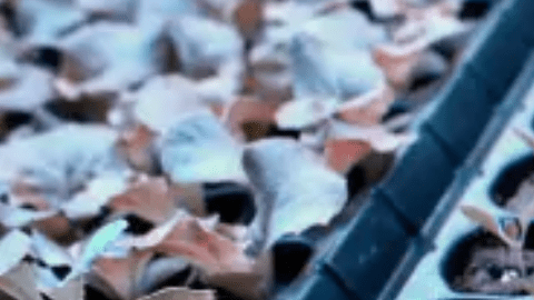 Cultivar alimentos en un huerto casero trae más beneficios que los pensados para tu salud