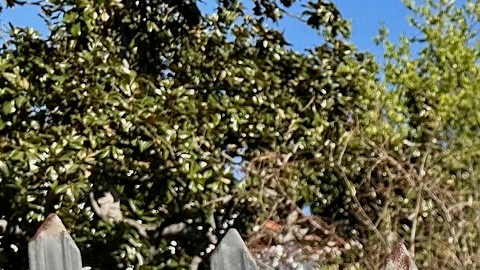 El reverendo Jaime Edwards-Acton de la Iglesia Presbiteriana de Hollywood.