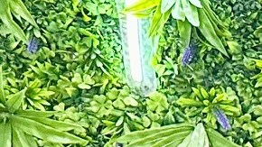 Paul Peñuelas y su hija Malena Peñuelas muestra una charola con sushi estilo Sinaloa de su reciente abierto restaurante Peri Sushi.