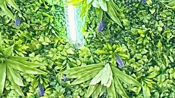 Paul Peñuelas y su hija Malena Peñuelas muestra una charola con sushi estilo Sinaloa de su reciente abierto restaurante Peri Sushi.