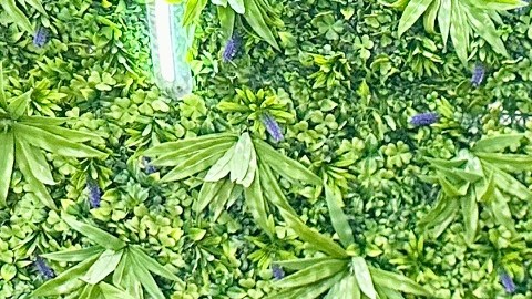 Paul Peñuelas y su hija Malena Peñuelas muestra una charola con sushi estilo Sinaloa de su reciente abierto restaurante Peri Sushi.