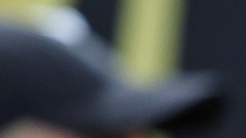 Herrera ha sido postulado como el sucesor de Jardine.