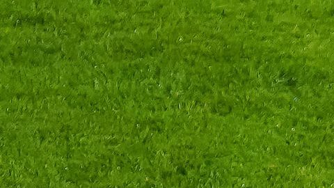 Torreón, Coahuila, 15 de noviembre de 2025. , durante un partido amistoso del MEXTOUR 2025, entre la Selección Nacional de México y la Selección de Uruguay, realizado en el estadio Corona. Foto: Imago7/ Erick Saavedra