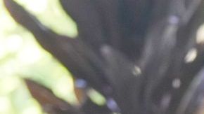 Lara Trump se pronunció sobre el deseo de su suegro sobre el uso de las redes sociales