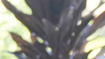 Lara Trump se pronunció sobre el deseo de su suegro sobre el uso de las redes sociales