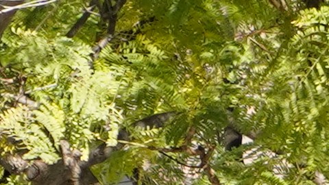 Police investigators leave a crime scene at a home in Inglewood, Calif., on Sunday, Jan. 23, 2022. Authorities said several were killed when multiple shooters opened fire at a house party near Los Angeles early Sunday. (AP Photo/Damian Dovarganes)