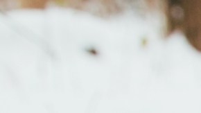 Niños y mascotas son particularmente vulnerables al frío extremo: cómo protegerlos