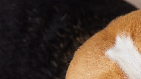 Alimentos comerciales para perros contienen altos niveles de plomo y mercurio