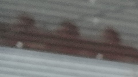 Guatemala vive crisis pandillera pese a descenso de homicidios que anunció su Presidente