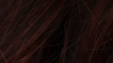 Sindicato de trabajadoras sexuales en Nevada