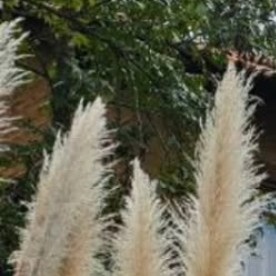 Tapalpa Country Club