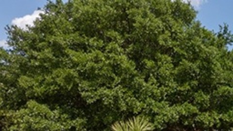 Universidad Estatal de Carolina del Sur