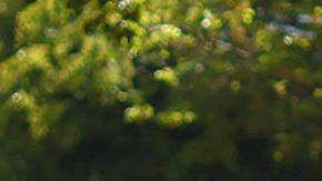 El líder del Cártel Jalisco Nueva Generación (CJNG) murió durante un operativo militar en Tapalpa