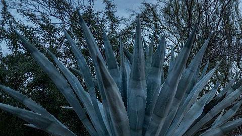 Un secuestro, una demanda de Bitcoin y un ícono de la televisión: por qué el caso de Nancy Guthrie ha conmovido a Estados Unidos