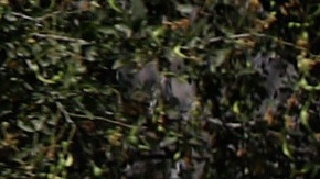 Crenshaw aseguró que el cártel de “El Mencho” intentó asesinar Omar García Harfuch y fracasó.