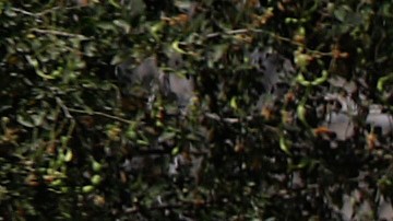 Crenshaw aseguró que el cártel de “El Mencho” intentó asesinar Omar García Harfuch y fracasó.