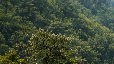 Carretera en zona montañosa de India con asfalto negro y cuadrados rojos pintados en ambos carriles como medida para proteger fauna silvestre.