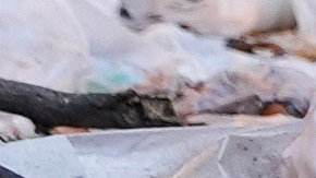 El cadáver de un hombre, con un tatuaje de la Virgen de Guadalupe en el brazo, yace tendido en una calle del barrio La Costerita de Culiacán, Sinaloa, México, en 2024. (Foto AP/Eduardo Verdugo)