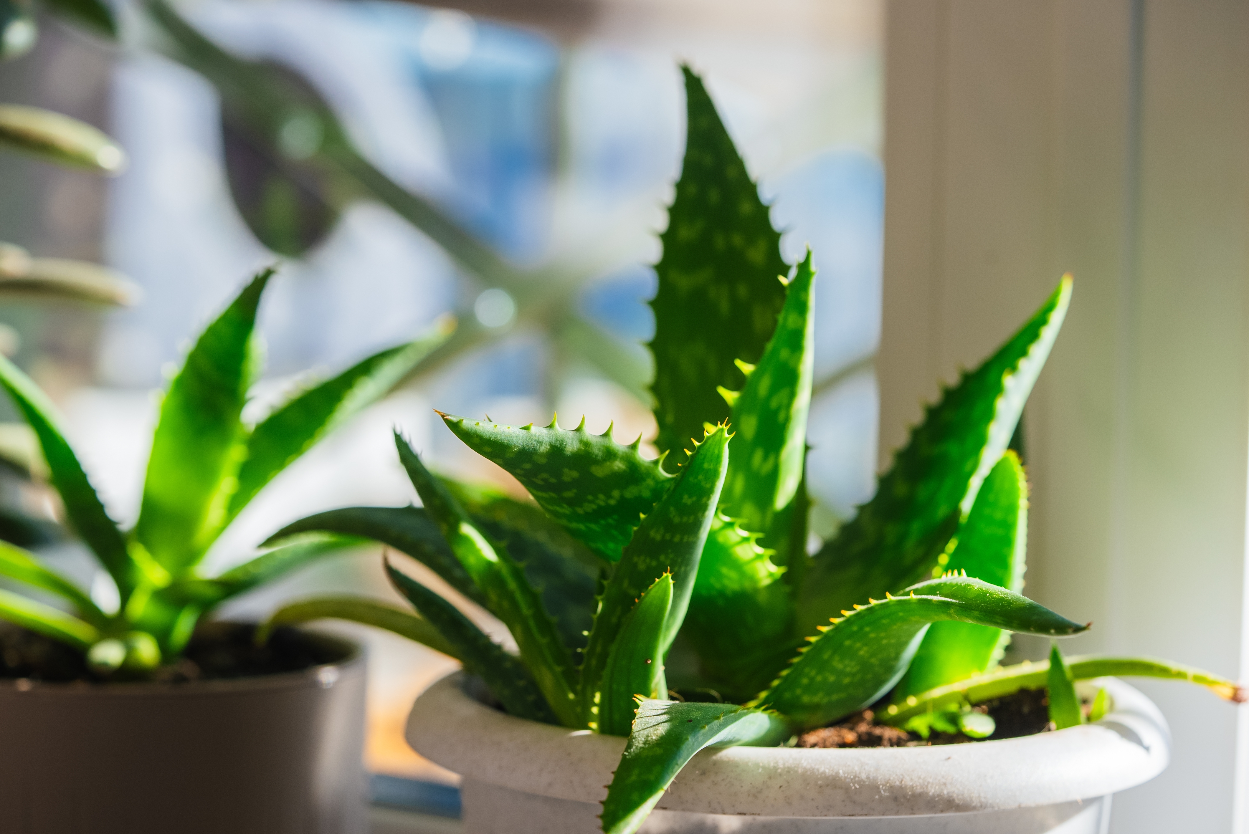 5 plantas interiores para proteger a la casa de todo mal - La Opinión