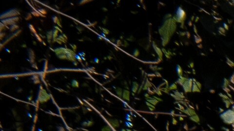 Casa Blanca califica de "poco seria" la contraoferta de los demócratas para reabrir el DHS