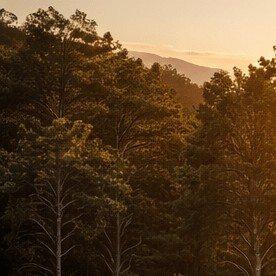 Puente ecológico para animales sobre la autopista 101 en California con venados cruzando mientras circulan autos debajo
