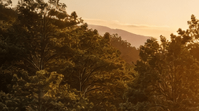 Puente ecológico para animales sobre la autopista 101 en California con venados cruzando mientras circulan autos debajo