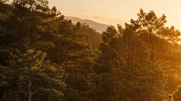 Puente ecológico para animales sobre la autopista 101 en California con venados cruzando mientras circulan autos debajo