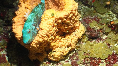 Las espectaculares imágenes que muestran criaturas marinas y corales únicos en las islas del Caribe