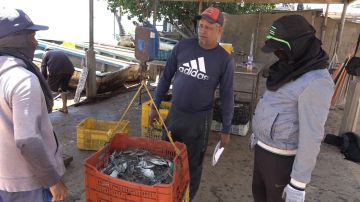 El cangrejo azul, el manjar que Venezuela tuvo que dejar de exportar a EE.UU.: "Mucha gente quedó en la calle"