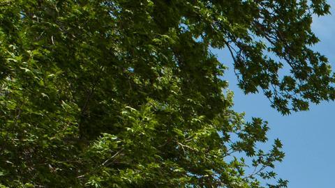 UNESCO confirma daños a patrimonio de Irán y Medio Oriente