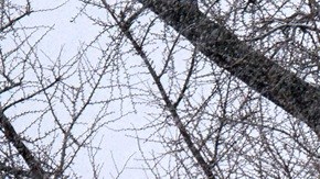 Este miércoles, la Corte Suprema escuchará argumentos sobre la ciudadanía por nacimiento.