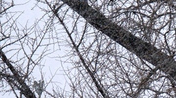 Este miércoles, la Corte Suprema escuchará argumentos sobre la ciudadanía por nacimiento.