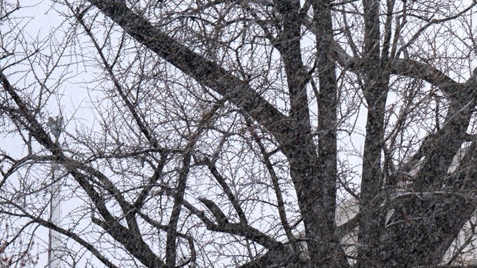 Este miércoles, la Corte Suprema escuchará argumentos sobre la ciudadanía por nacimiento.