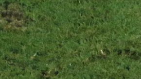 Marcelo jugó dos Mundiales con Brasil.