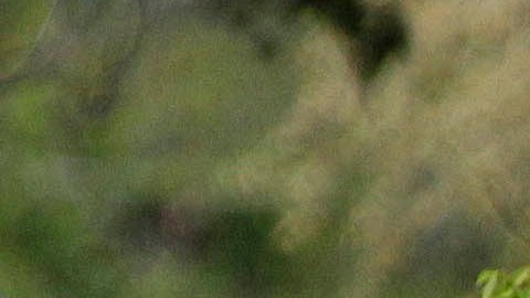 A sheriff's investigator walks in a neighborhood, on Friday, April 13, 2012, where a standoff left a deputy dead a day earlier, in Modesto, Calif. The standoff began Thursday morning after gunfire broke out as two Stanislaus County deputies went to the Whispering Woods development to serve an eviction notice. A deputy and civilian were killed, and the suspect immediately barricaded himself inside an apartment. Authorities prepared Friday to enter the fire-gutted, California apartment where they expected to find the suspect in the shooting deaths. (AP Photo/Marcio Jose Sanchez)