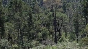 Búsqueda en el Ajusco