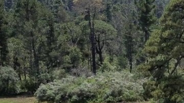 Búsqueda en el Ajusco