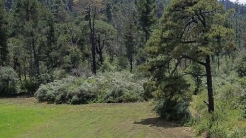 Búsqueda en el Ajusco