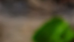 La espinaca es un superalimento, pero no puede ser consumida por todos: ¿por qué es contraindicada en casos especiales?