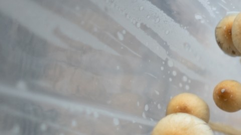 Una dosis única de ingrediente activo de "hongos mágicos" podría ayudar a fumadores a dejar el tabaco