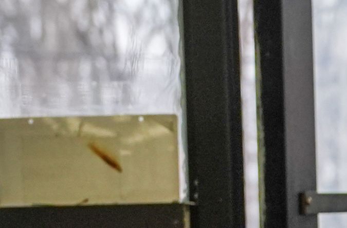 Agentes de ICE en operativo de control migratorio en EE.UU. Agentes de ICE durante un operativo en Estados Unidos en un control de inmigración