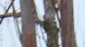 Los robots desarrollados por la IA se alejan completamente de los diseños humanoides de los que estamos acostumbrados