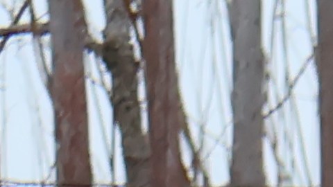 Los robots desarrollados por la IA se alejan completamente de los diseños humanoides de los que estamos acostumbrados