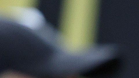 Miguel Herrera llamó a futbolistas naturalizados durante su etapa en El Tri.