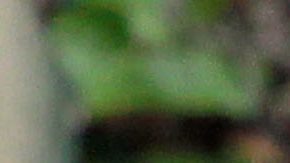 Guillermo Ochoa junto Marco Fabián.