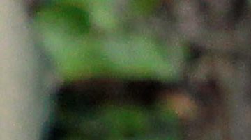 Guillermo Ochoa junto Marco Fabián.