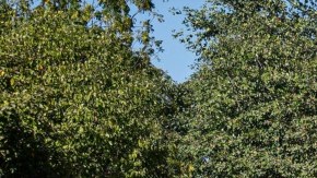 Militares en Sinaloa